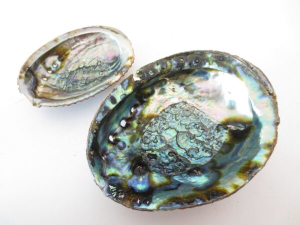 Abalone Shell Large Wholesale (Beautiful)