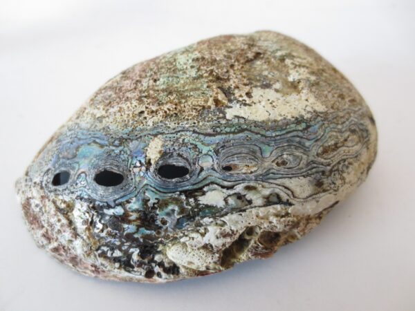 Abalone Shell Large Wholesale (Beautiful)