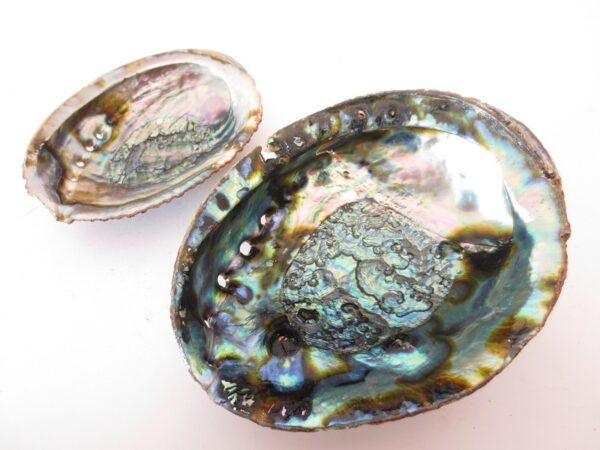 Abalone Shell Wholesale