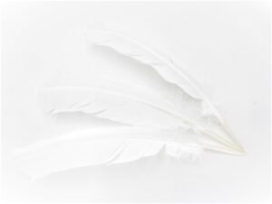 White Sage Smudge Feather white (3 pieces) - wholesale