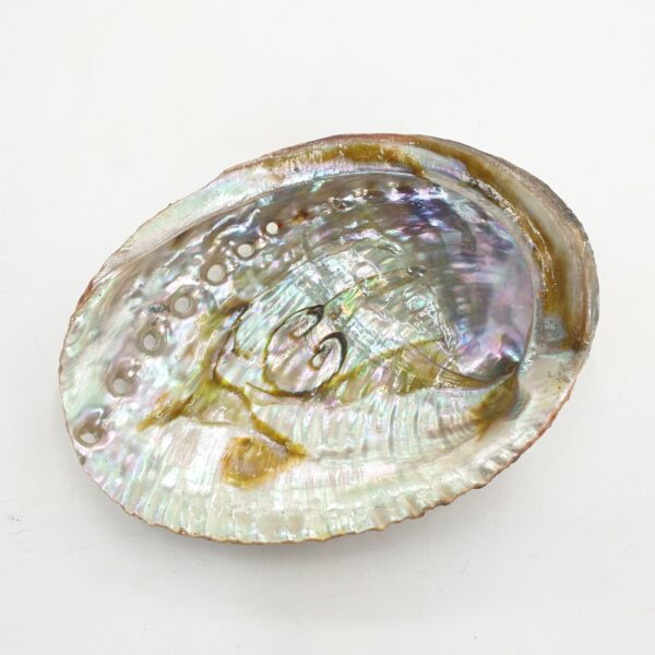 Wholesale - Abalone Shell Mini