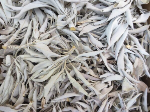 Wholesale - White Sage Leaves 25gram