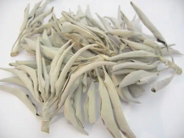 Wholesale - White Sage Leaves 50gram