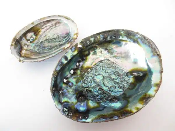 Abalone Shell Wholesale - Medium