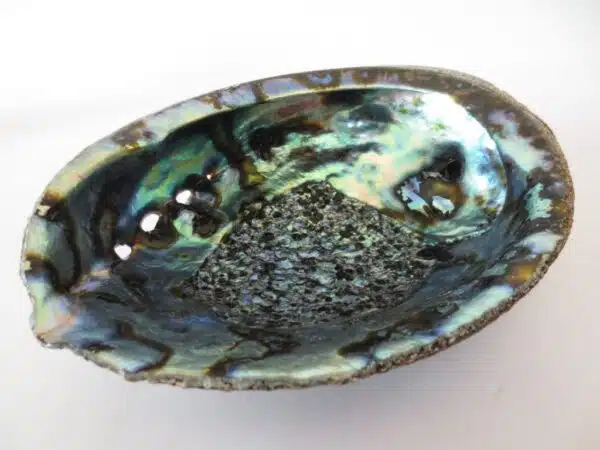 Abalone Shell Wholesale - Medium