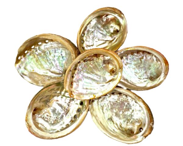 Abalone Shell - Extra Small (6 pieces)