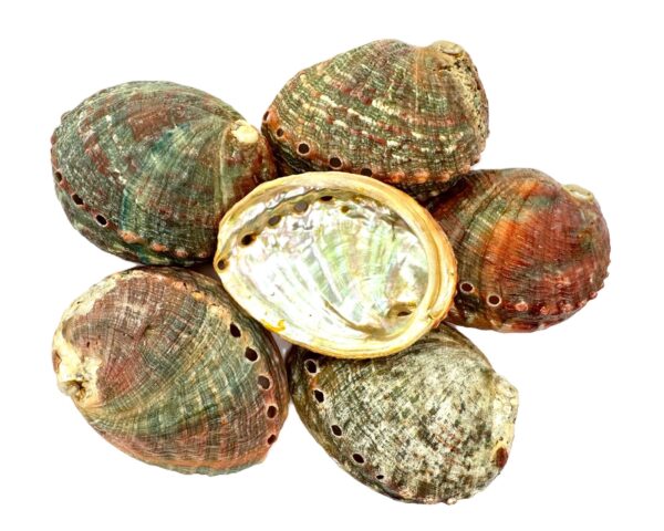 Abalone Shell - Extra Small (6 pieces)