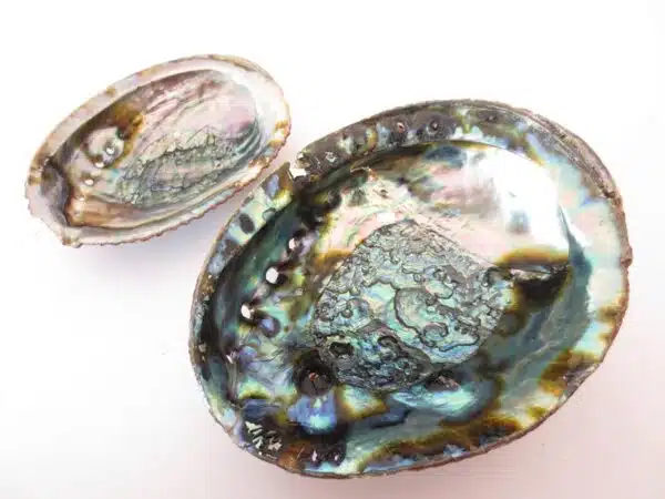 Abalone Shell Wholesale - Small