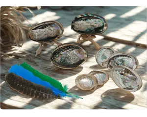 Abalone Shells and Accessories